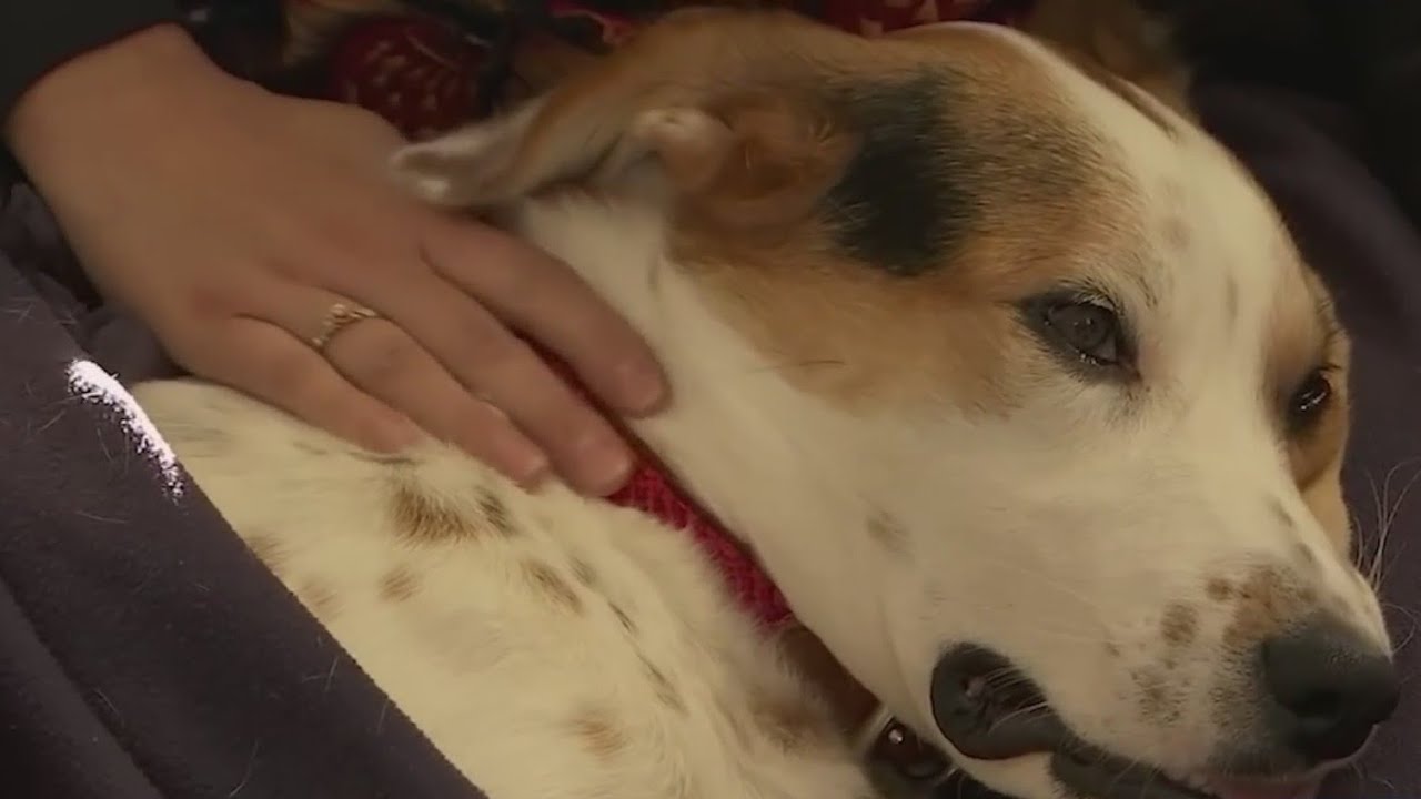 Underestimated cost of pet ownership