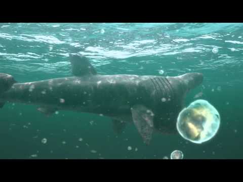 Virtual dives - basking shark and plankton in the Sound of Barra