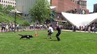 Akron Police - 3rd Annual K9 Challenge - Riggs