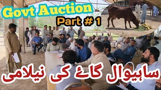 Auction of Sahiwal Milking Cows || Government Auction at Research Institute Bahadurnagar Okara Farm