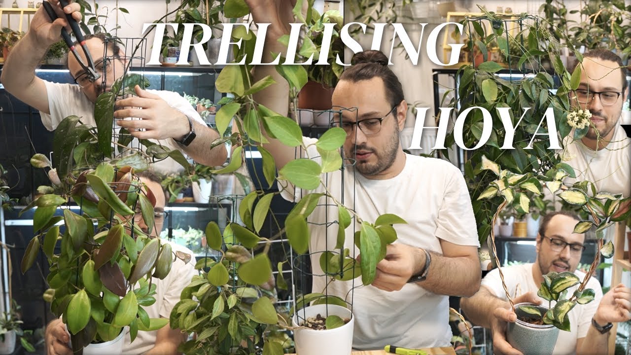 trellising hoyas plant chores | my trellising journey, many mistakes I did & what I do now