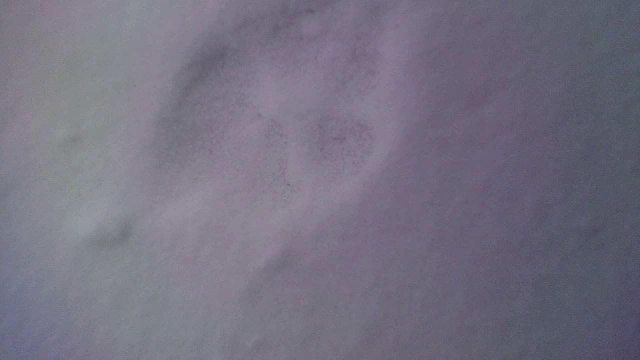 michigan dogman footprint on the road - YouTube