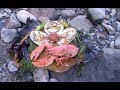 A foraged Pembrokeshire,  wild seafood feast ,cooked on the shore with Craig Evans