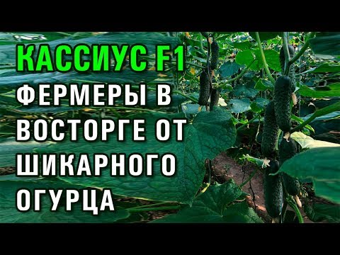 Video: Кассиус 1-акт 3-сценадагы белгилер эмнени билдирет деп ойлойт?