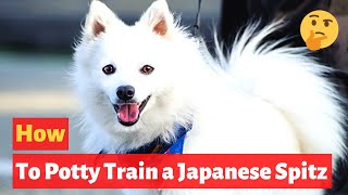 How to potty train a Japanese Spitz puppy? Easy yet Effective Technique