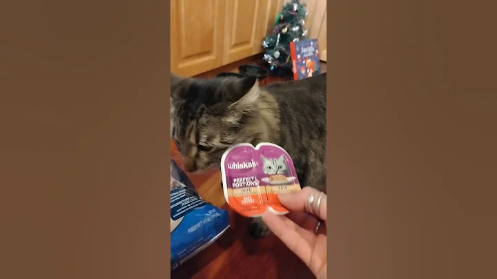 Video 11843801: mainecooncat mainecoons cat, adopt mainecoon cat