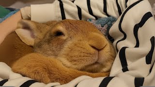 Kuscheln Mit Einem Riesigen Kaninchen Ein Moment Zum Dahinschmelzen