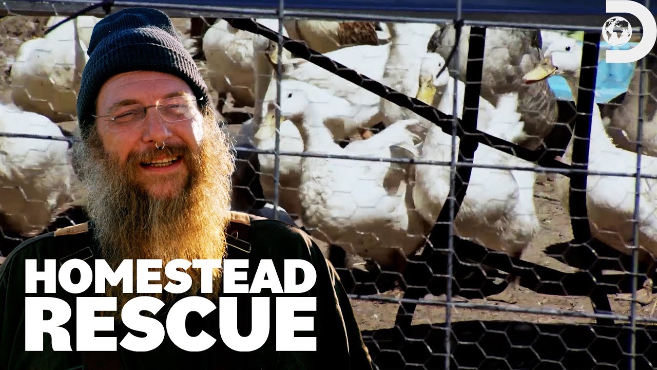 Film backdrop image for Protecting Chickens and Ducks on a Farm (2025)