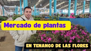 Descubre el Mercado de Plantas de Tenango de las Flores en la Sierra Norte de Puebla.