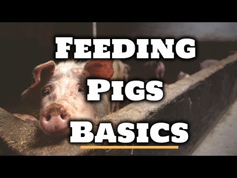 Video: Cum să hrănești porcii de spectacol?