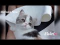 Bringing our #ExoticShortHair kitten home の動画、YouTube動画。