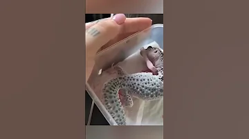 Вот так Гекконы сбрасывают кожу