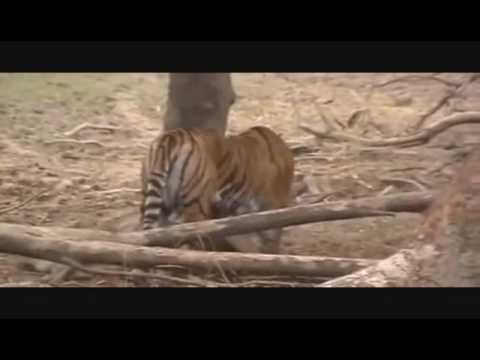 Tigress hunt deer in Ranthambore national park india. The video originally uploaded by gekey1.