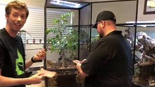 How to setup a bioactive Panther Chameleon terrarium. SelfCleaning & Maintaining.