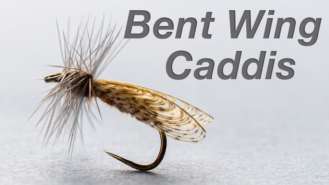 Bent Wing Caddis 