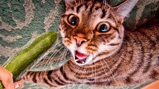 Cats scared of Cucumbers Compilation  Cats Vs Cucumbers  Funny Cats 2017