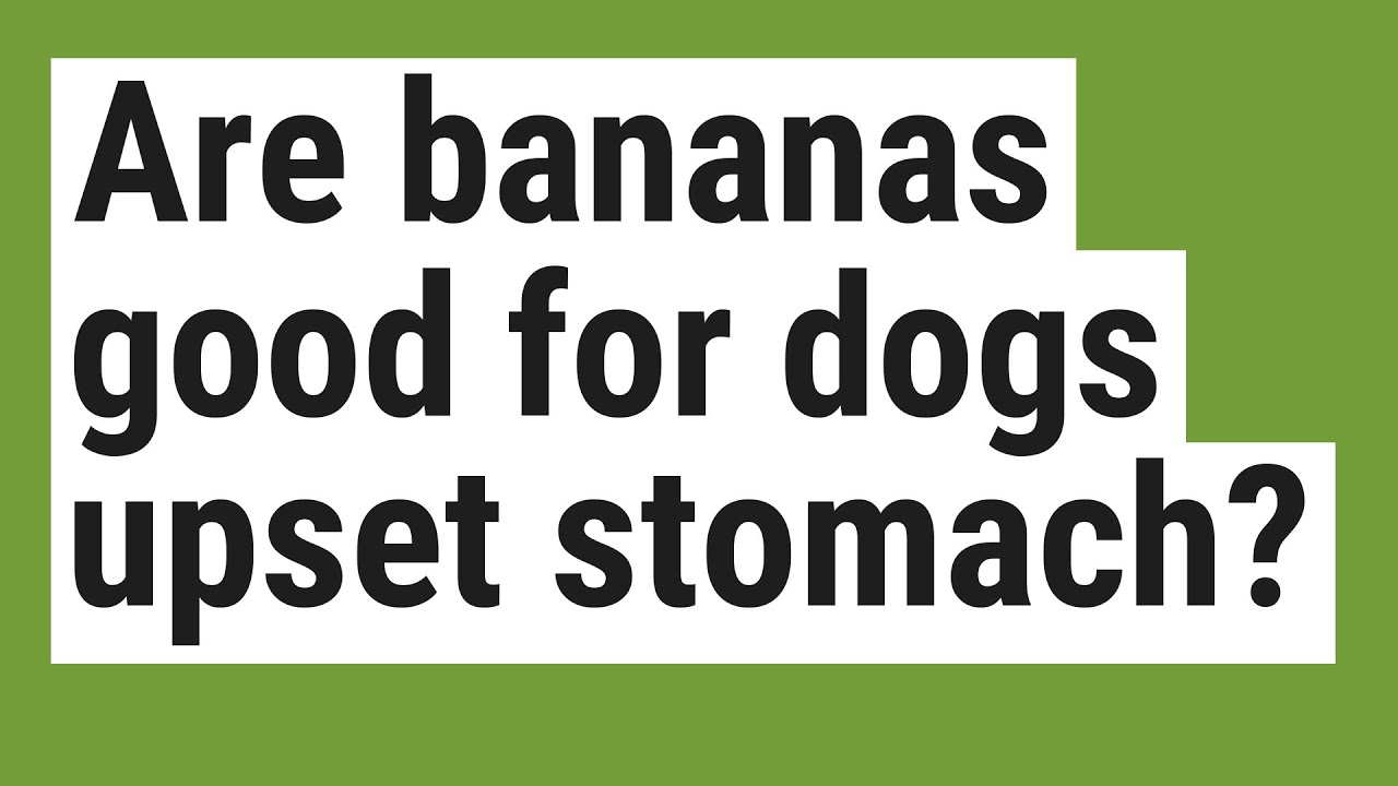 Do Bananas Help A Dog'S Upset Stomach?