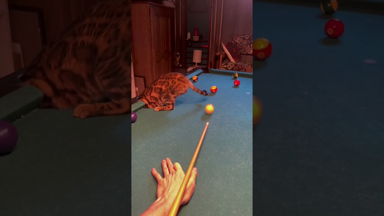 Distracted Bengal Cat Pool Referee 😂 