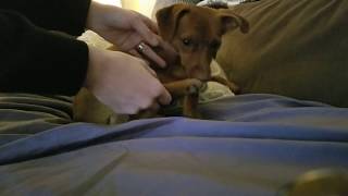 Luxating Patella - How we get our dog's knee back in place (miniature pinscher mix puppy)