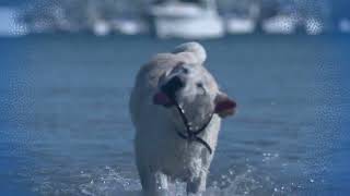 Sleep Aid - Water Dogs for 3 Minutes! screenshot 1