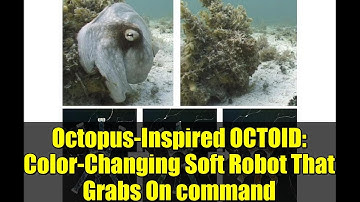 Octopus-Inspired OCTOID: Color-Changing Soft Robot That Grabs On command