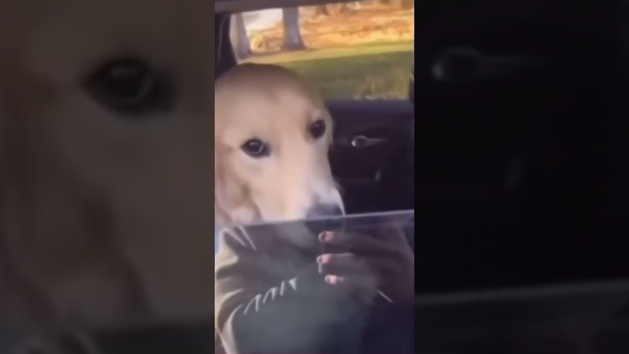 Dog is sitting in car and bites the photographer’s hand