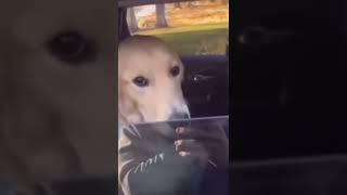 Dog Is Sitting In Car And Bites The Photographers Hand