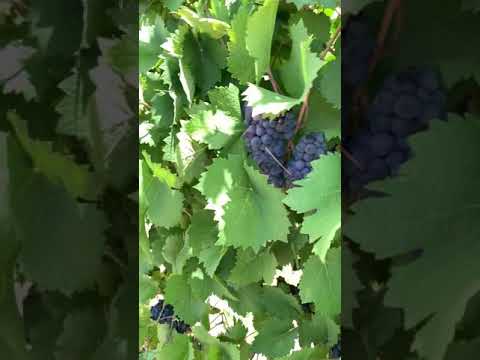 Vinícola Terra Nova - Casa Nova Bahia