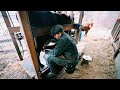 Milking Cows (in Real Time) From Start to Finish