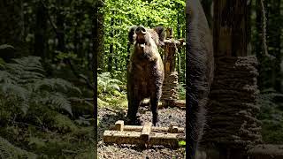 Wild Boar Escapes Trap | Real Forest ASMR & Dramatic Moment #Shorts