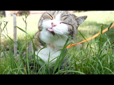 ねこ日記20200617。-Maru&Hana's Diary June 17, 2020.-