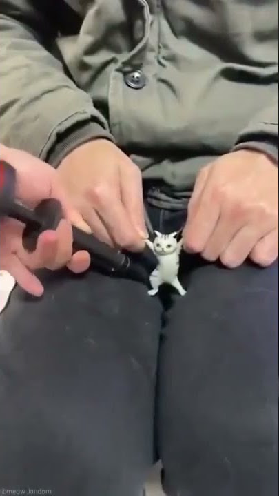 Cute cat #mynewcat #shortshortsvideo #shortschallenge #shorts #cat #catscute #posting #trending #lie