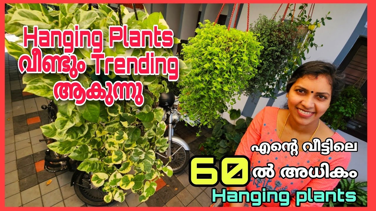 Hanging Plants വീണ്ടും Trending ആകുന്നു | എന്റെ വീട്ടിലെ 60 ൽ അധികം Hanging Plants |