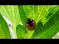 Ladybug insect テントウムシ てんとう虫 天道虫 昆虫 昆虫図鑑