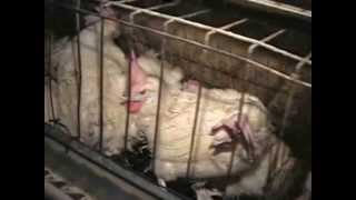 Inside Ohio's Largest Egg Factory Farm