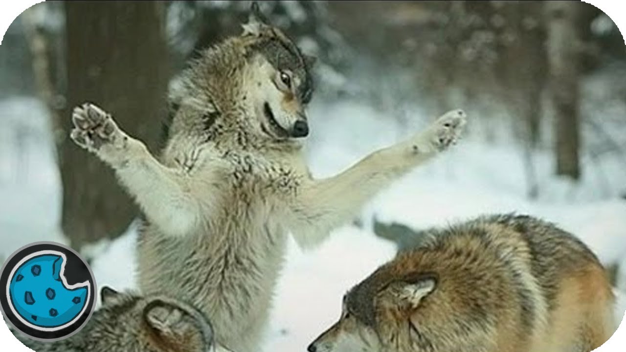Танцующий волк песня. Волк танцует. Пляшущий с волками. Волк танцует фото. Волк который танцует ихвильних.