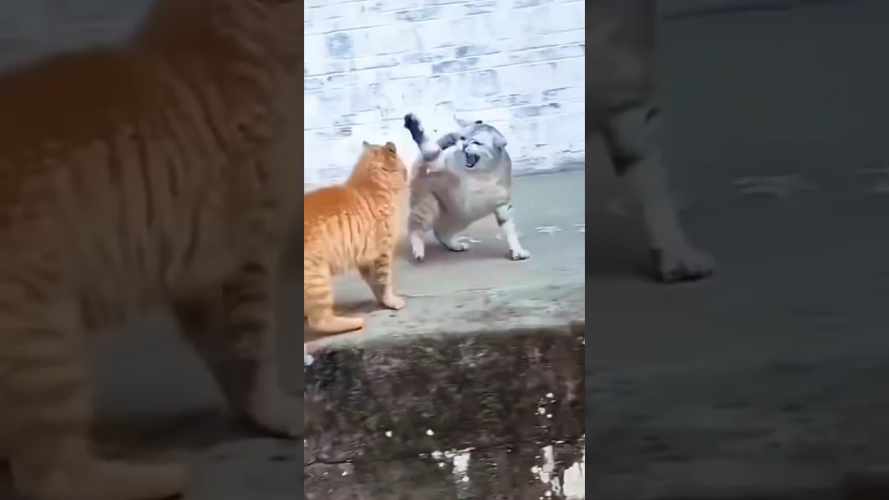 cats funny 😂 fighting😾 video #cat #shorts #funnyanimal #cute