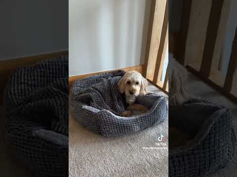 amazon finds for your pets 🐕🐶 #shorts #youtubeshorts