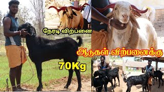 Salem Black Goat | Biggest Goat #mecheri #Goatmarket #goatsales #goatfarm #salemblack #breeders