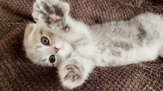 The sleeping face of a sleepy kitten was too angelic ... Scottish Fold Lulu