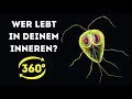 Das geheime Leben der Bakterien in deinem Körper || 360 VR