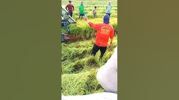 Cắt lúa bắt chuột đồng