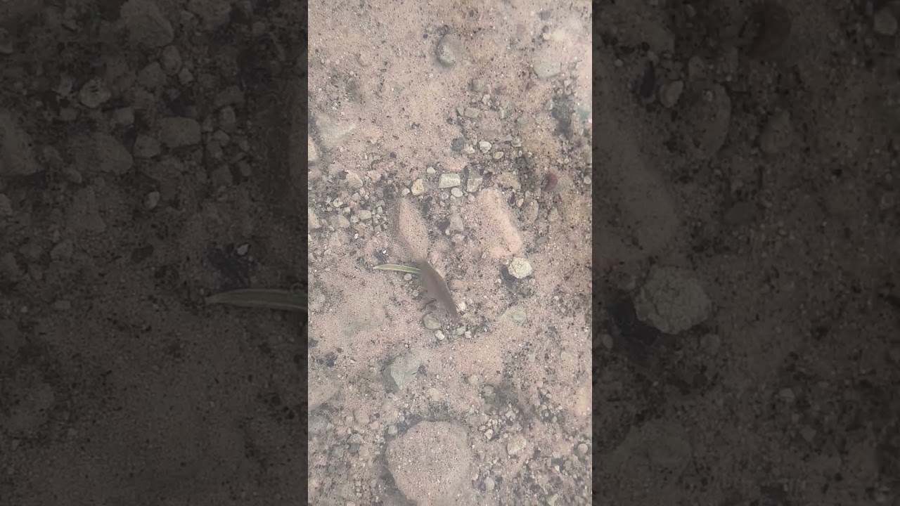 Giant Scuds at Hidden Lake and pipefish?