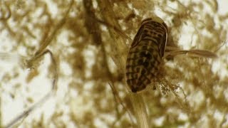 Water Bug Notonecta Glauca Under a Microscope | Stock Footage - Videohive