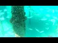 Fauna marina la Aquasis De Luxe Resort & Spa 2019