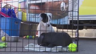 Valentine's Day Paw-ty for dog lovers Wealth