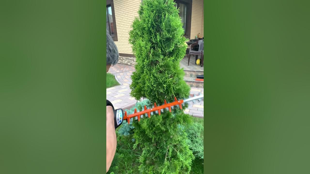 Туя брабант подстрижка. Туя смарагд ниваки. Стрижка туи смарагд спираль. Как подстричь тую спиралью пошагово для новичков. Топиарная стрижка туи смарагд.