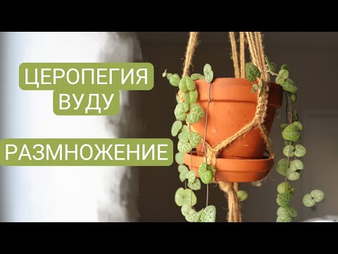 ЦВЕТОЧНЫЙ ВЛОГ: церопегия