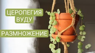 ЦВЕТОЧНЫЙ ВЛОГ: церопегия вуду, размножение и мой уход