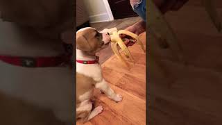 American Pitbull Terrier 8 Weeks Old